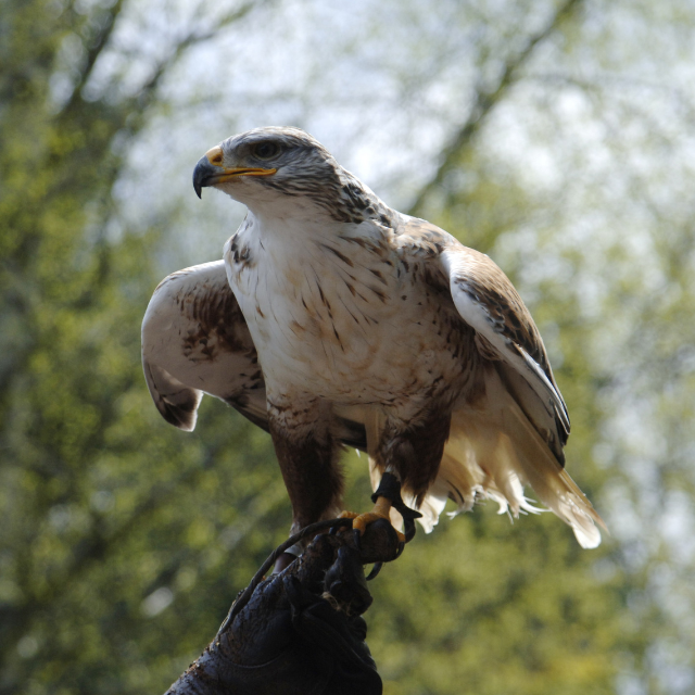 Besuch des Greifvogelparks und Flugvorführung der Falknerei