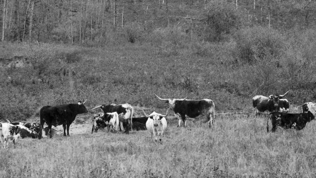 Texas Longhorn-Herde im Landkreis Bayreuth