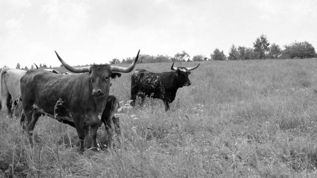 Texas Longhorn-Herde in Prebitz bei Bayreuth