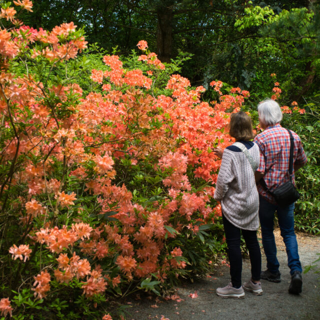 Botanischer Garten Rhododendren mit Personen